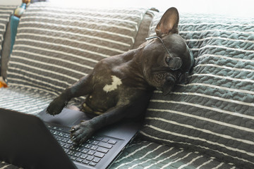 Dogs are using laptops with a weary look. Sitting on the sofa on the topic of working at home