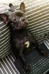 Dogs are using laptops with a weary look. Sitting on the sofa on the topic of working at home