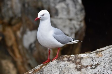 Red-Billed Gull
