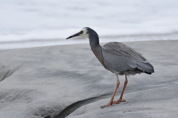 heron on the beach