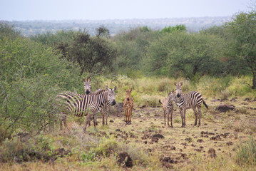 Fototapeta na wymiar Zebras in national park Amboseli, Kenya