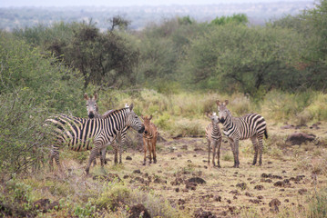Zebras  in national park Amboseli, Kenya