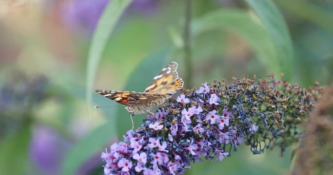 Butterfly Painted Lady (Vanessa cardui) feeding on purple Buddleia Bush (Buddleja davidii) nectaring