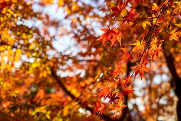 Colorful autumn maple leaves under sunset light