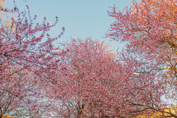 Beautiful trees with Pink Flowers, Blooming Branches full of pink Flowers.