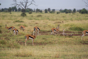 Naklejka na ściany i meble Antelope in national park Amboseli, Kenya