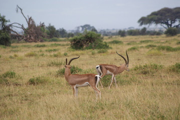 Antelope  in national park Amboseli, Kenya
