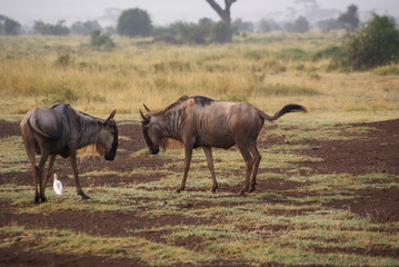 Buffalo  in national park Amboseli, Kenya