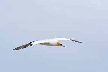 Fototapeta na wymiar Australasian Gannet flying