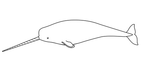Narwhal - marine mammal - vector linear picture for coloring. A male narwhal with a long tusk is an underwater animal for a coloring book. Unicorn-fish is an ocean dweller. Outline. Hand drawing