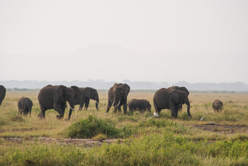 Elephants  in national park Amboseli, Kenya