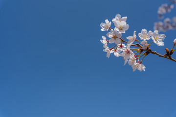 桜と青空