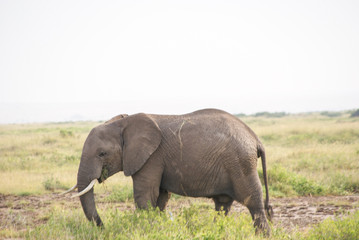 Naklejka na ściany i meble Elephants in national park Amboseli, Kenya