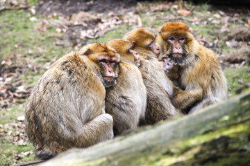 Barbary macaques (Berberaffe) Macaca sylvanus Family