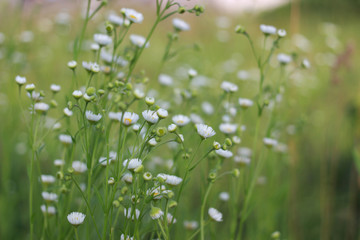 chamomile meadow