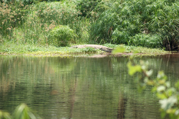 Crocodile  in national park Amboseli, Kenya