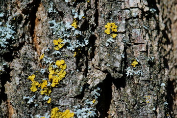 lichen on bark