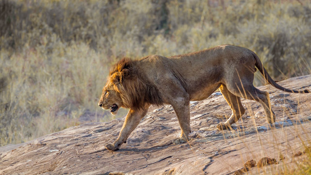 African Lion Male Going Down A Rock In Kruger National Park, South Africa ; Specie Panthera Leo Family Of Felidae