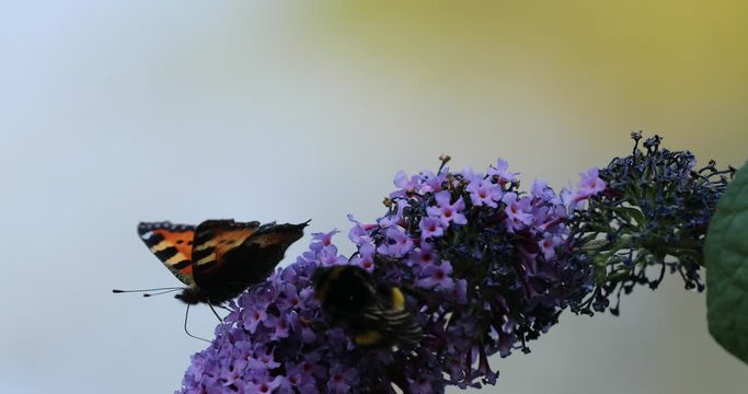 Butterfly Small Tortoiseshell (Aglais urticae) feeding with honey bee on purple Buddleia Bush (Buddleja davidii) nectaring