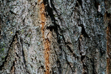 tree bark texture