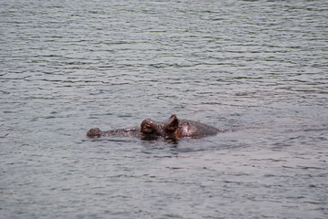 Hippo  in national park Amboseli, Kenya