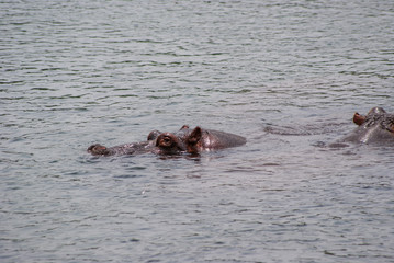 Hippo  in national park Amboseli, Kenya