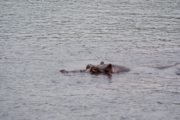 Hippo  in national park Amboseli, Kenya