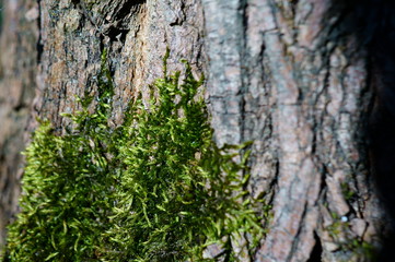 green moss on tree