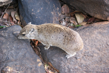 Rock Hyrax, Daman stepní