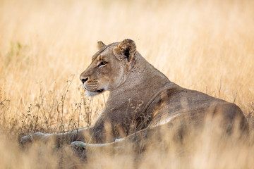 Obraz na płótnie Canvas African lioness lying down in savannah grass in Kruger National park, South Africa ; Specie Panthera leo family of Felidae