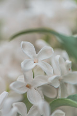 Syringa vulgaris - Lilo