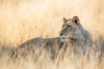 African lioness lying down in savannah grass in Kruger National park, South Africa ; Specie Panthera leo family of Felidae
