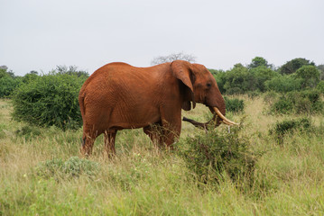 Elephants  in national park Tsavo, Kenya