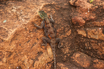 Lizard  in national park Tsavo, Kenya