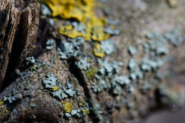 lichen on tree bark