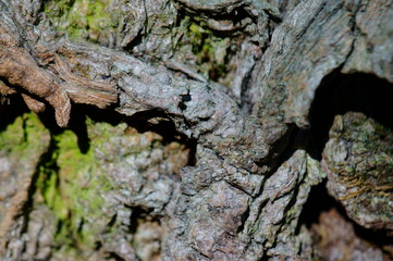 old tree bark