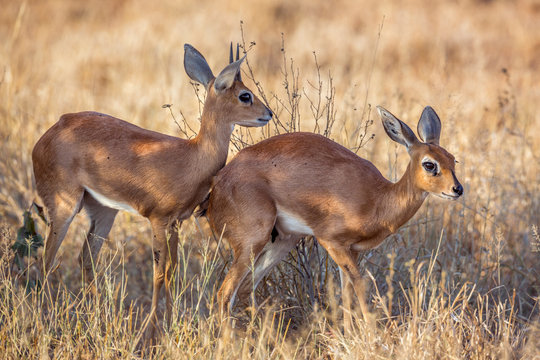 Couple of Steenboks in dry savannah in Kruger National park, South Africa ; Specie Raphicerus campestris family of Bovidae