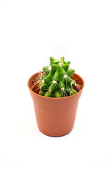 Naklejka premium small green cactus in brown pot. isolate on white.