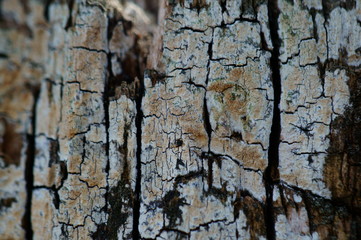 tree bark texture