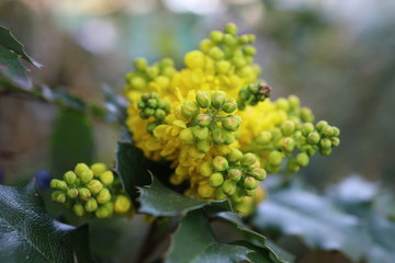 yellow flowers on a branch