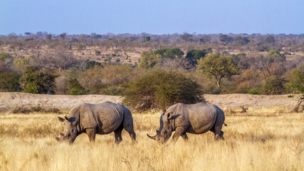 Obraz premium Southern white rhinoceros in Kruger National park, South Africa