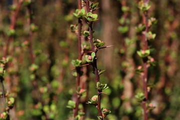 red and green leaves