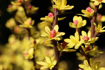 pink magnolia flowers