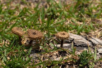 Mushrooms that grow on the roots of trees and green grass that is dry.