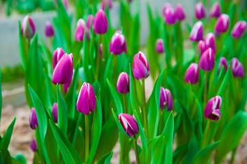 Obraz na płótnie Canvas Spring scene of tulip field