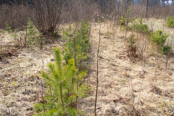 Rows of young pine trees that were planted by a man at the site of the old felling
