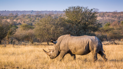 Fototapeta premium Southern white rhinoceros in Kruger National park, South Africa