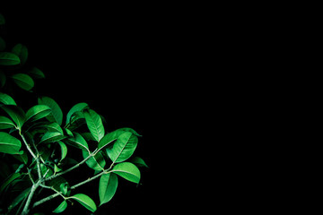 Green leaves and very dark sky