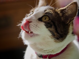 Tabby Cat Licking it’s Lips