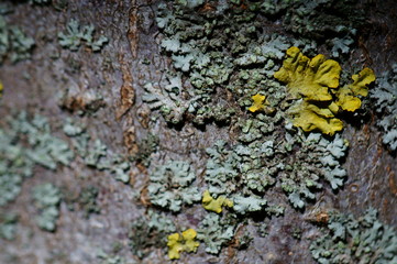 lichen on tree